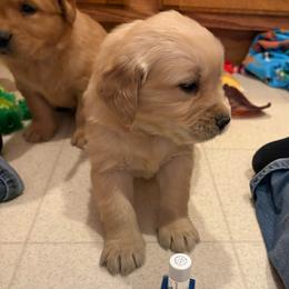 Rowdy - Golden male Golden Retriever puppy in Grant County, Indiana from On The Sunny Side Pavey Farms