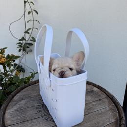 French Bulldog Puppies from Christine's French Bulldogs