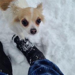 Chihuahua All Grown Up from Viktoriya Mechenko