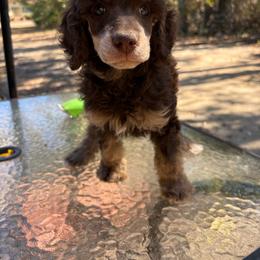 Trick or Treat 1,605 - Phantom male Poodle puppy in Conway, Arkansas from Arkansas River Poodles