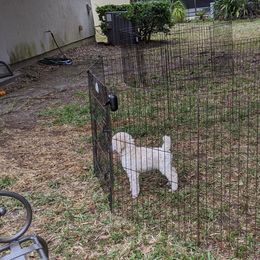 Poodle Puppies from LaTerra Cove Poodles