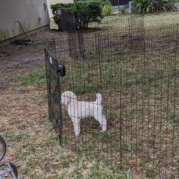 Poodle Puppies from LaTerra Cove Poodles