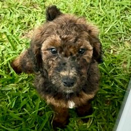 Starburst - Phantom Bernedoodle puppy in San Antonio, Texas from Chocolate Pet Connection