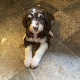 Aussiedoodle Puppies from Drew’s Aussies & Doodles