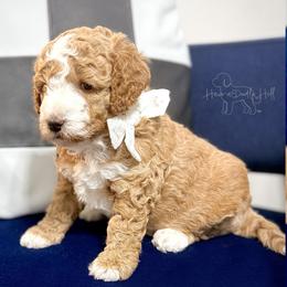 Country - Cream female Goldendoodle puppy in Evans, Georgia from Have-a-Doodle Hill