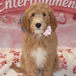 Girl 5 - Apricot female Goldendoodle puppy in Clewiston, Florida from Redlands Farm