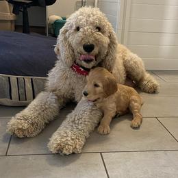 Sophie  - Goldendoodle