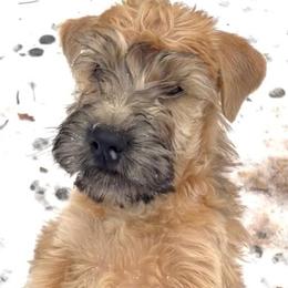 Kerry Blue Terrier and Soft Coated Wheaten Terrier Puppies from Cross the Rubicon