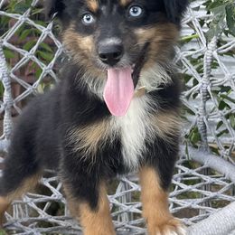 Salem Rose - Miniature Australian Shepherd