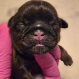Girl 1 - Chocolate female Shih Tzu puppy in El Paso, Texas from Paws Of Beauty