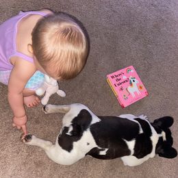 French Bulldog Puppies from ETL FUNTASTIC FRENCHIES