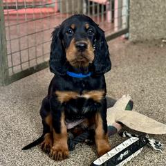 Girl 4 - Black and tan female Gordon Setter puppy in Saint Francis, Minnesota from Jodi's Kennel