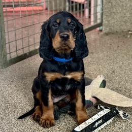 Girl 4 - Black and tan female Gordon Setter puppy in Saint Francis, Minnesota from Jodi's Kennel