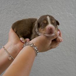 Richard - Red tri-color male Australian Shepherd puppy in Bertram, Texas from Ashley’s Australian Shepherds