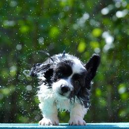 Cardigan Welsh Corgi Puppies from Grandiose Cardigan Welsh Corgis