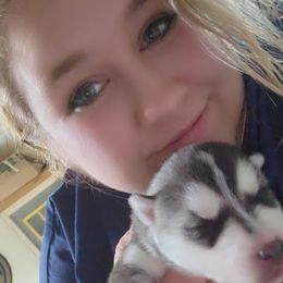 Siberian Husky Puppies from Spirit of the Moon Siberians