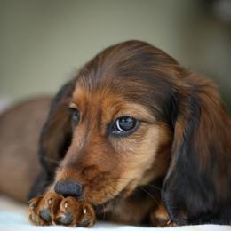 Dachshund Puppies from Olia Mirra