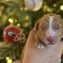 Goldendoodles from Moore Goldendoodles