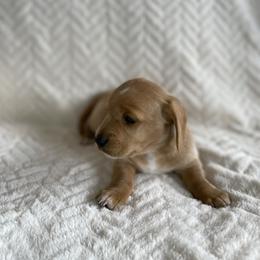 Dachshund Puppies from Dachshund Universe