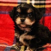 Fritz - Black Mi-Ki puppy in Florence, Colorado from Schatzi Mi-Kis