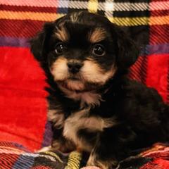 Fritz - Black Mi-Ki puppy in Florence, Colorado from Schatzi Mi-Kis