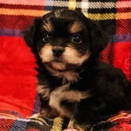 Fritz - Black Mi-Ki puppy in Florence, Colorado from Schatzi Mi-Kis