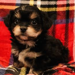 Fritz - Black Mi-Ki puppy in Florence, Colorado from Schatzi Mi-Kis