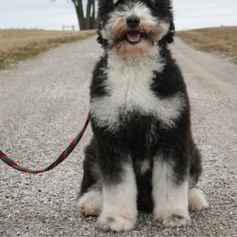 Olive - Bernedoodle
