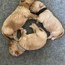 Goldendoodle Puppies from Heartshine Doodles