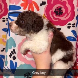 Comet - Parti male Poodle puppy in Mtn Rest, South Carolina from Stocktons Doxies & Poodles