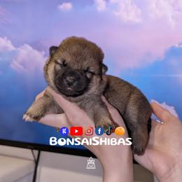 MAKU - Red male Shiba Inu puppy in Minnesota from BonsaiShibas