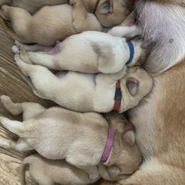 Labrador Retriever Puppies from Daisy Hill Farm