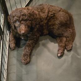 Dixie-lavender collar - Brown female Bernedoodle puppy in Aurora, Colorado from Simply Amazing Doodles
