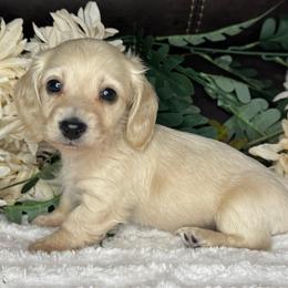 Ocean - Cream male Dachshund puppy in Lakeland, Florida from Buckwild Doxies
