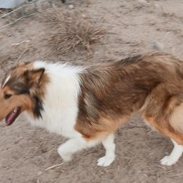 Pixie - Collie