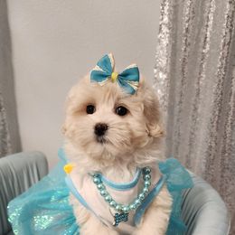 Cavapoo, Maltese, Maltipoo, and Poodle Puppies from Mt.BakerPoodles&Doodles