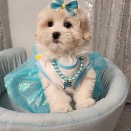 Cavapoo, Maltese, Maltipoo, and Poodle Puppies from Mt.BakerPoodles&Doodles