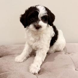 Sienna - Brown and white female Aussiedoodle puppy in Allen, Texas from Calena’s Doodles