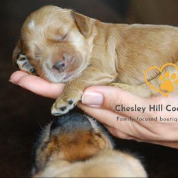 Cockapoo Puppies from Chesley Hill Cockapoos