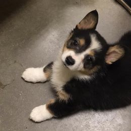 Dachshunds and Pembroke Welsh Corgis from Rockstar.Weiners