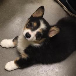 Dachshunds and Pembroke Welsh Corgis from Rockstar.Weiners