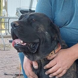 Mastiffs from Buck Lane Mastiffs
