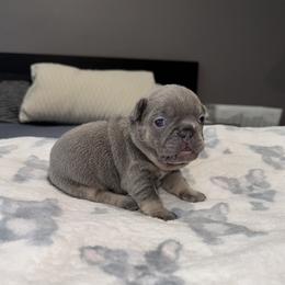 Green G - Blue female French Bulldog puppy in Bolingbrook, Illinois from Flores Frenchies