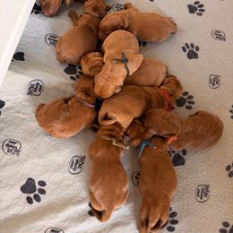 Girl 3 - Yellow female Labrador Retriever puppy in Randolph, Ohio from The Lab Clan