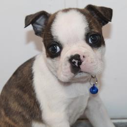 Ozzy Boy 1 - Brindle and white male Boston Terrier puppy in Brooksville, Florida from I Love Pups