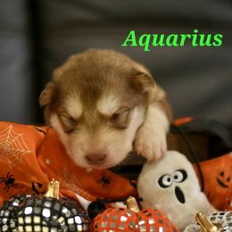 Aquarius - Red and white female Alaskan Malamute puppy in Kingston, Tennessee from North Shore Alaskan Malamutes