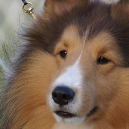 Shetland Sheepdogs from Synergy Shelties
