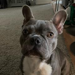 French Bulldogs from Robin's French Bulldogs