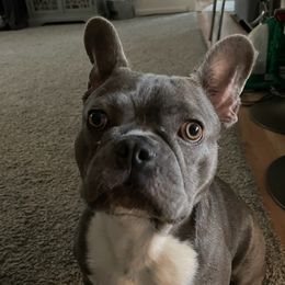French Bulldogs from Robin's French Bulldogs