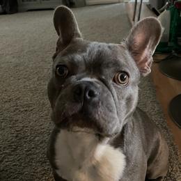 French Bulldogs from Robin's French Bulldogs